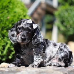 Bristol @ WPS - Dachshund