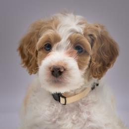 Bernedoodles and Labradoodles from Doodles of Love Labradoodles