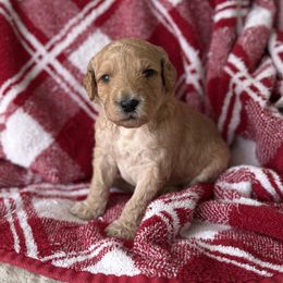 Red - Apricot male Goldendoodle puppy in Fayetteville, Arkansas from Mountain Grove Doodles