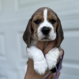 Beagle Puppies from Banashko's Beagles