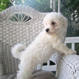 Bichon Frise Puppies from Kerley's Kuties