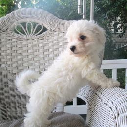 Bichon Frise Puppies from Kerley's Kuties