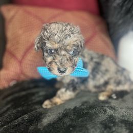 Okra & Green Tomatoes - Merle Goldendoodle puppy in Charlotte, North Carolina from Ben and Jerry Doodles