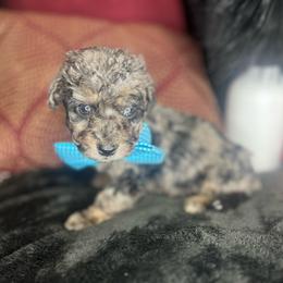 Okra & Green Tomatoes - Merle Goldendoodle puppy in Charlotte, North Carolina from Ben and Jerry Doodles