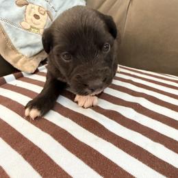 Marana - Black & white female Australian Shepherd puppy in Flemington, New Jersey from Aislin Fields