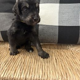 Cider - Black and white male Bernedoodle puppy in Beachwood, Ohio from Paws of the Vineyard