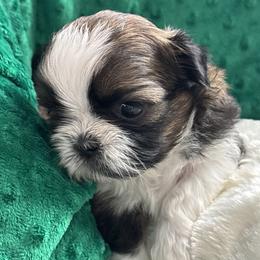 GIRL2 - Red and white female Shih Tzu puppy in Centralia, Washington from FRUFFLES SHIH TZUS