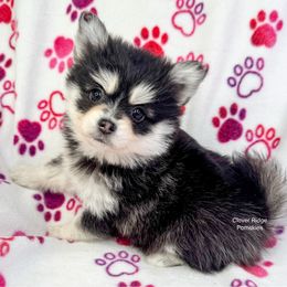 Sheridan - Black and white female Pomsky puppy in Sheffield, Iowa from Clover Ridge Pomskies