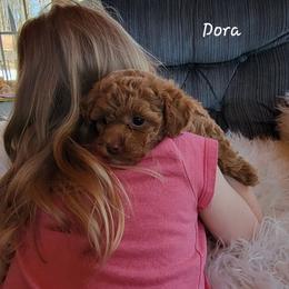Dora - Red  female Poodle puppy in Montrose, Pennsylvania from Tales Of Joy