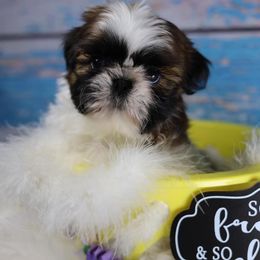 Shih Tzu Puppies from Sweetbriar Shih Tzu