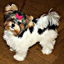 Biewer Terriers from Aamore Mio Biewer Terriers