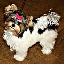Biewer Terriers from Aamore Mio Biewer Terriers