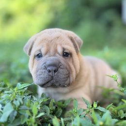 Fanny - Blue sable female Chinese Shar-Pei puppy in Lehigh Acres, Florida from Florida Wrinkles