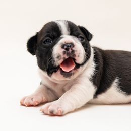 Twilight - Boston Terrier puppy from Lujan Ranch