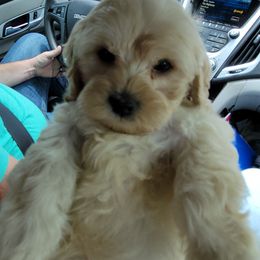 Cockapoo Puppies from Golden Paws