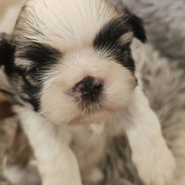 Baby C - Black gold and white male Shih Tzu puppy in Sanger, California from Trinity Shihtzu's So Calif