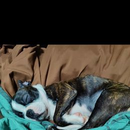 Boston Terrier All Grown Up from Sequoia Bostons and Danes