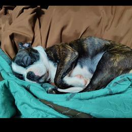Boston Terrier All Grown Up from Sequoia Bostons and Danes