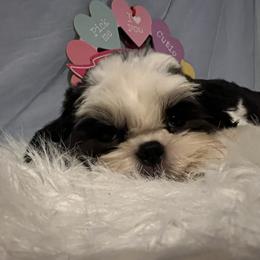 Riley - Tricolor male Shih Tzu puppy in Tenino, Washington from Fantasy Realm Shih Tzus