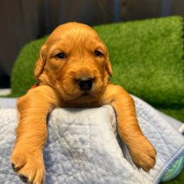Abigail - Dark golden female Golden Retriever puppy in Sandy, Oregon from Treasured K-9s