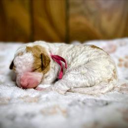 Juliet - Parti female Goldendoodle puppy in Pittsburg, Texas from Grace Springs Goldendoodles