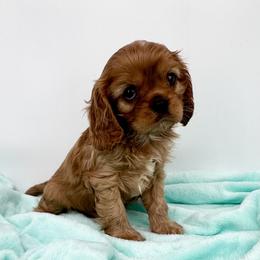 AKC Champion-Sired Milo - Ruby male Cavalier King Charles Spaniel puppy in Louisville, Kentucky from Ali-Mae Cavaliers
