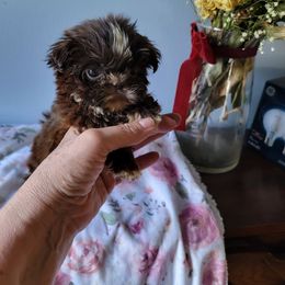 Little Missy - Chocolate and tan female Shih Tzu puppy in Cartersville, Georgia from 100 Acre Woods Shih Tzu Plantation