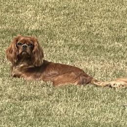 Lillian - Cavalier King Charles Spaniel