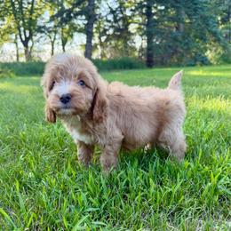 Omelette - Red male Cavapoo puppy in Beresford, South Dakota from DAKOTA DOOD RANCH
