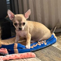 Fawn female price: 6,500 - Fawn female Chihuahua puppy in Summerfield, Florida from Uey’s Chihuahuas