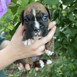 Semi flashy brindle male - Brindle male Boxer puppy in Enon, Ohio from Diamond Lane Boxers