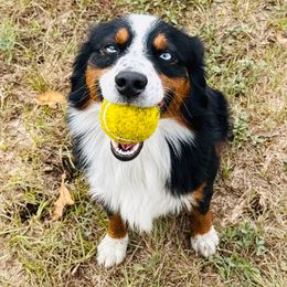 Bay - Black tri male Miniature Australian Shepherd puppy in Hempstead, Texas from Young Gun Aussies