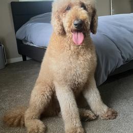 Millie - Goldendoodle
