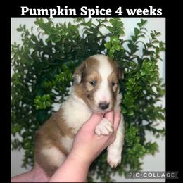 Collie Puppies from Jolly Collies