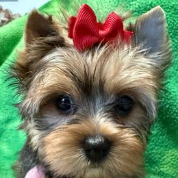 Tawnee's Trudy Female - Black and gold female Yorkshire Terrier puppy in Lexington, North Carolina from Silver Valley Yorkies