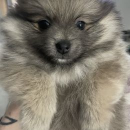 Eclipse - Blue sable female Pomeranian puppy in Stockton, California from CutiePoms