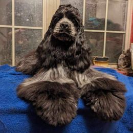 Stormy - Cocker Spaniel