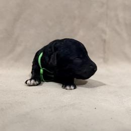 Sarabi - Green Band Girl - Black female Poodle puppy in Plainfield, New Jersey from Caris Paws Poodles and Labradoodles