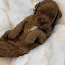 Goldendoodle and Maltipoo Puppies from Jessica's Maltipoo and Goldendoodle