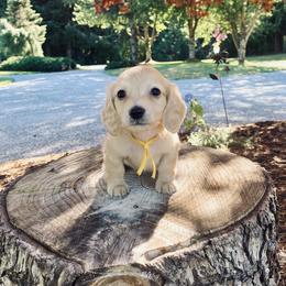 Dachshund Puppies from Northwest Dachshunds