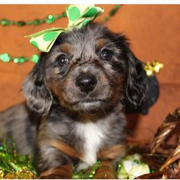 Dachshund Puppies from Brooke's Darling Dachshunds