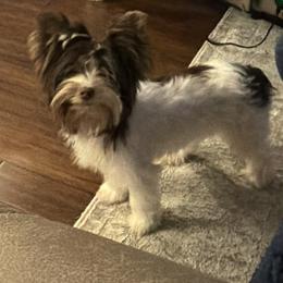 Yorkshire Terrier Puppies from Starr Mountain Yorkies
