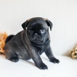 Silver female - Black female Pug puppy in Placerville, California from Gold Leaf Farm Pugs
