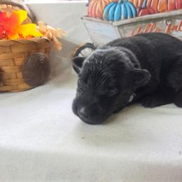 Light Blue Collar Male - Black male German Shepherd puppy in Cadet, Missouri from Working Valley Shepherds