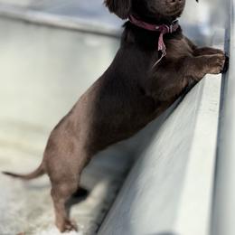 Lucy - Dachshund