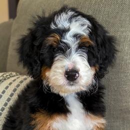 Prescott - Tri-color female Bernedoodle puppy in Gilbert, Arizona from 5280 Bernedoodles