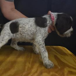 Miss Pink - Liver female German Wirehaired Pointer puppy in Madison, Missouri from Show Me Kennels