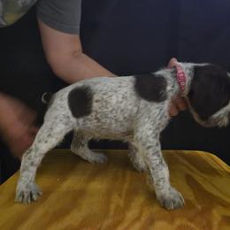 Miss Pink - Liver female German Wirehaired Pointer puppy in Madison, Missouri from Show Me Kennels