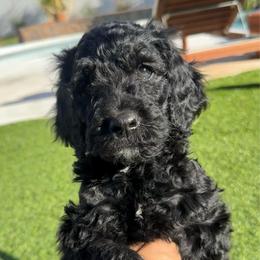 Kodiak - Black male Goldendoodle puppy in Pahrump, Nevada from Cold Creek Doodles
