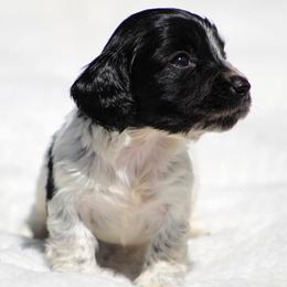 Dachshund Puppies from Tygart Creek Dachshunds